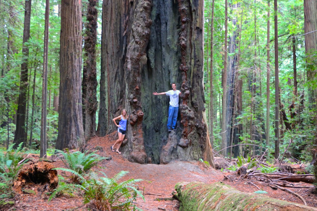 megbranredwoodtree