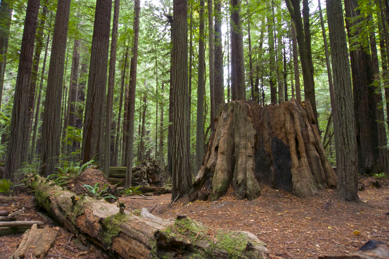 redwoods